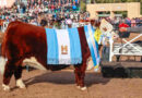 Hereford, Gran Campeón Hembra, Clarita, Expo Rural 2026, Palermo