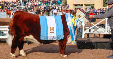 Hereford, Gran Campeón Hembra, Clarita, Expo Rural 2026, Palermo