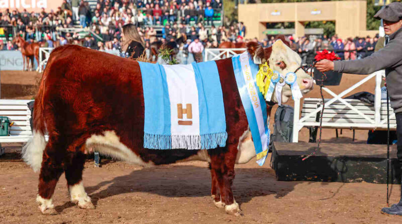 Hereford, Gran Campeón Hembra, Clarita, Expo Rural 2026, Palermo