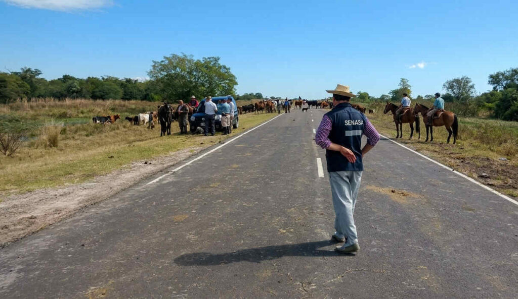 Inundaciones, Ganadería, El Niño, Senasa