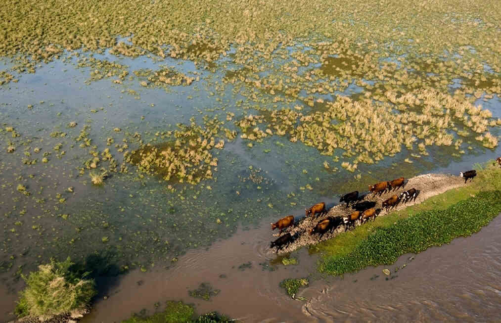 Inundaciones, Ganadería, El Niño