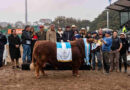 Limangus, Expo Rural de Palermo 2026
