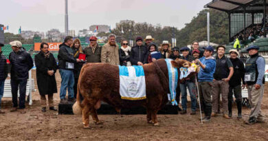 Limangus, Expo Rural de Palermo 2026