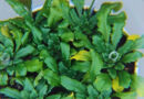 Plantas