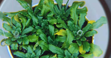 Plantas