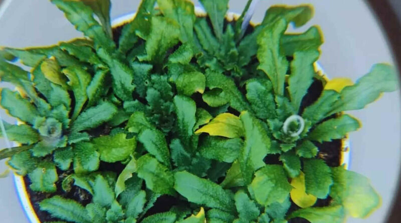 Plantas