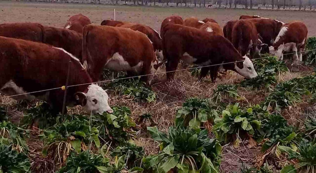 Remolacha Forrajera, Ganadería