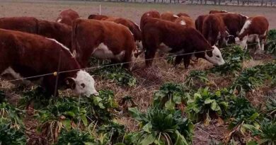 Remolacha Forrajera, Ganadería