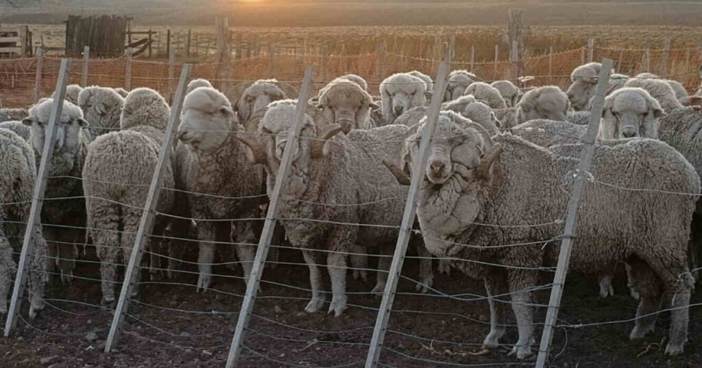 Sarna Ovina, Ovejas