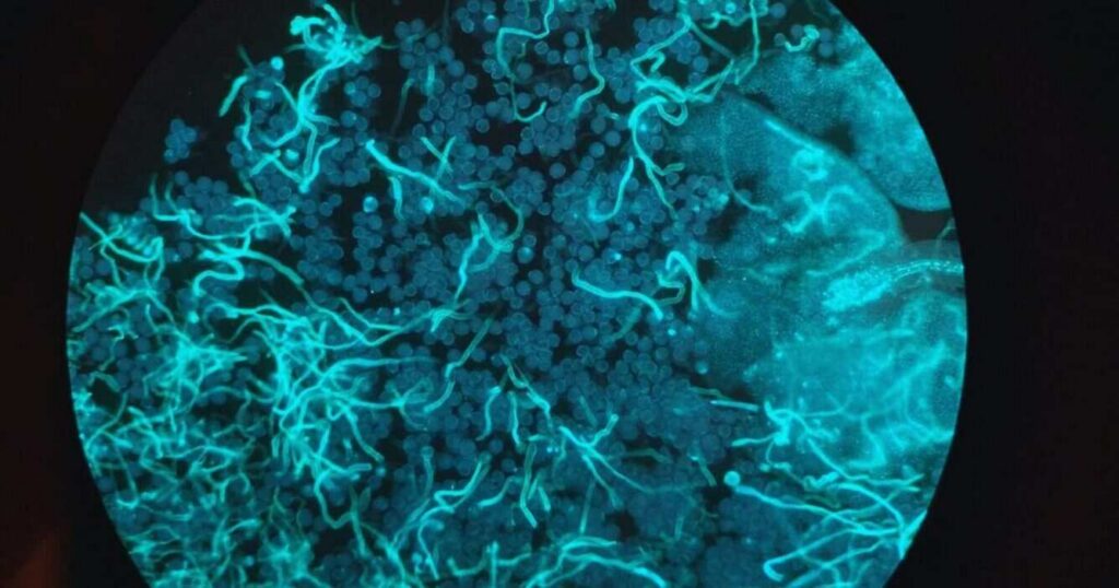 Soja, Ciencia