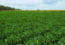 Soja, El Niño, Campo, Clima, Agricultura