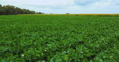 Soja, El Niño, Campo, Clima, Agricultura