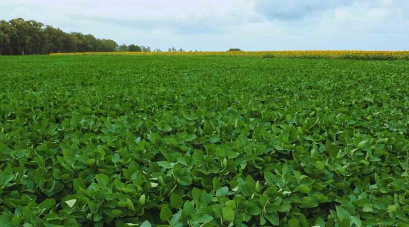 Soja, El Niño, Campo, Clima, Agricultura