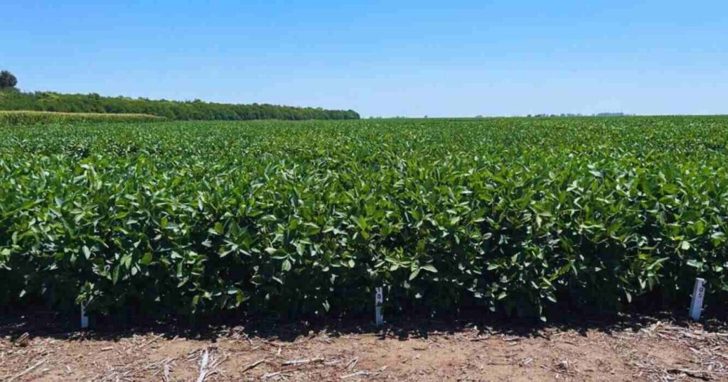 Soja, RECSO, Genética, INTA, Agricultura