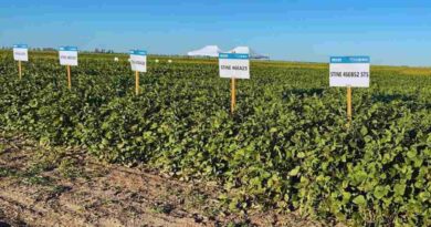 Soja, RECSO, Genética, INTA, Agricultura