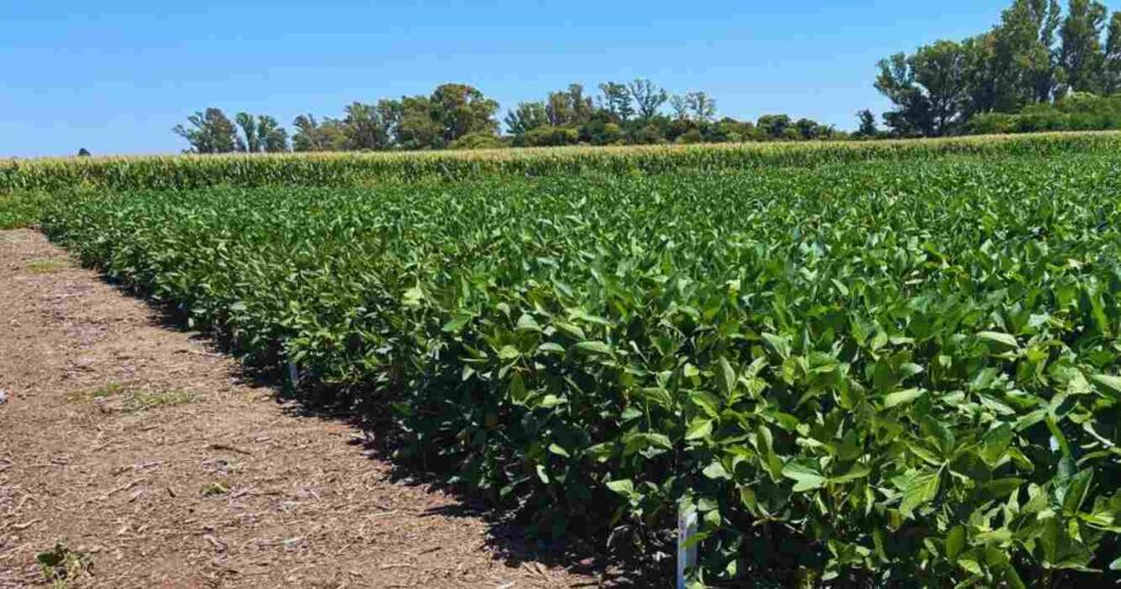 Soja, RECSO, Genética, INTA, Agricultura