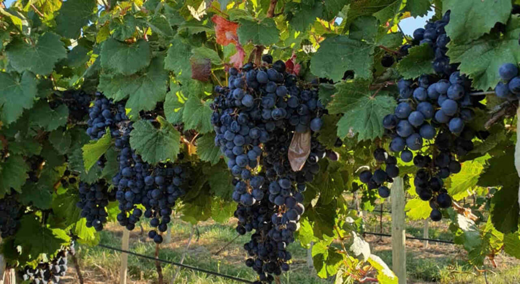 Uva Fresca, Senasa, Uvas