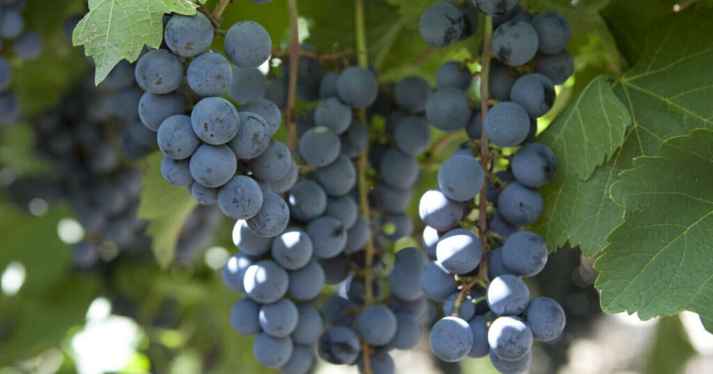 Uva Fresca, Senasa, Uvas