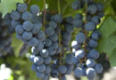 Uva Fresca, Senasa, Uvas
