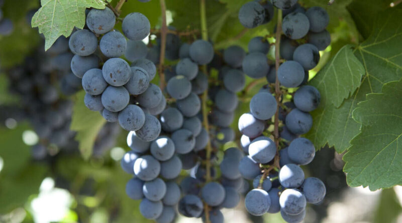 Uva Fresca, Senasa, Uvas