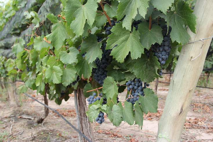 Uvas, Vid, Vinos, Malbec