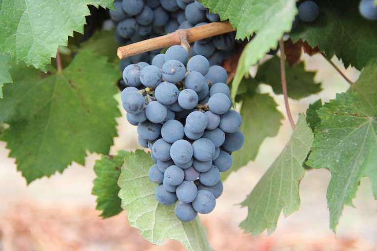 Uvas, Vid, Vinos, Malbec