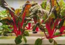 Agricultura vertical