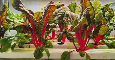 Agricultura vertical