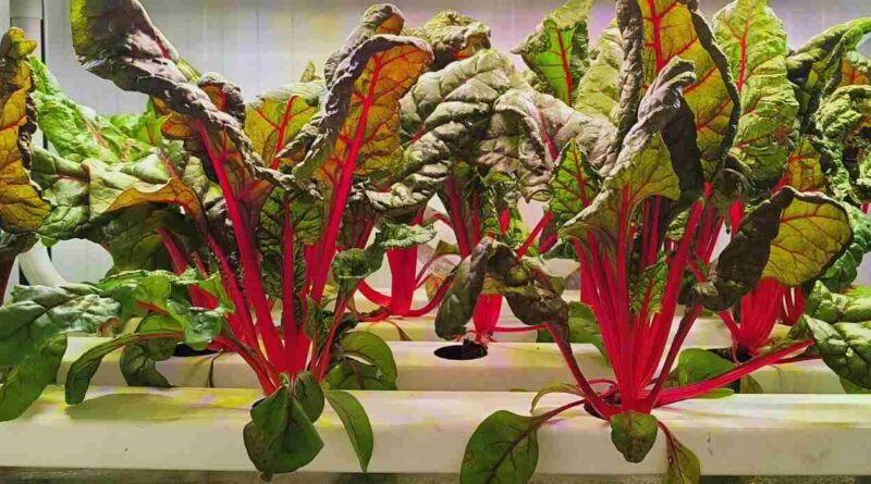 Agricultura vertical