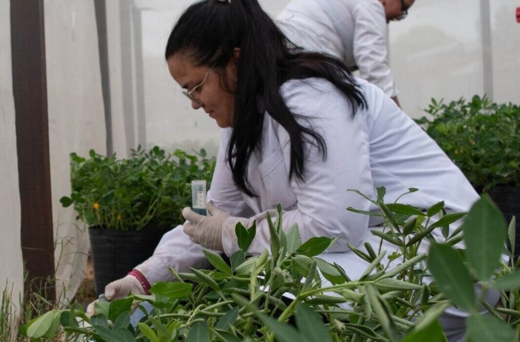 Cultivos, Agricultura, Sequía, Clorofila