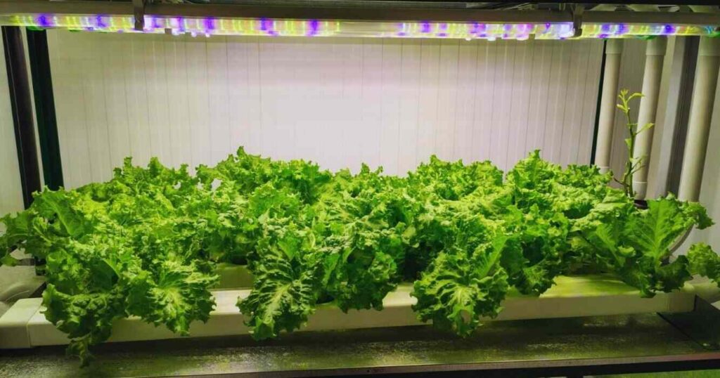 Agricultura vertical