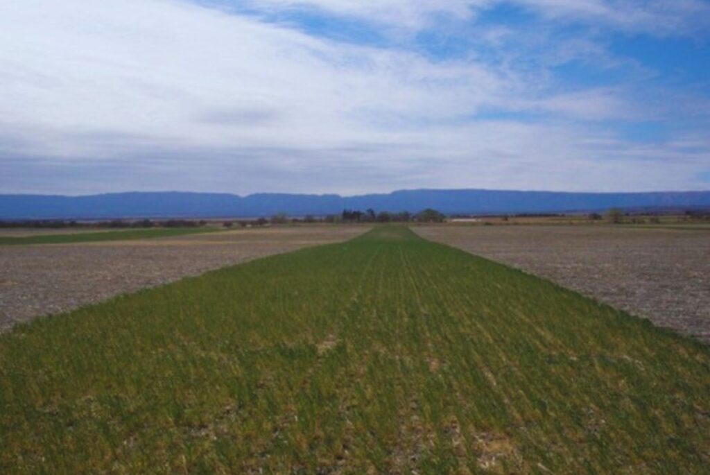 Alfalfa, Pasturas