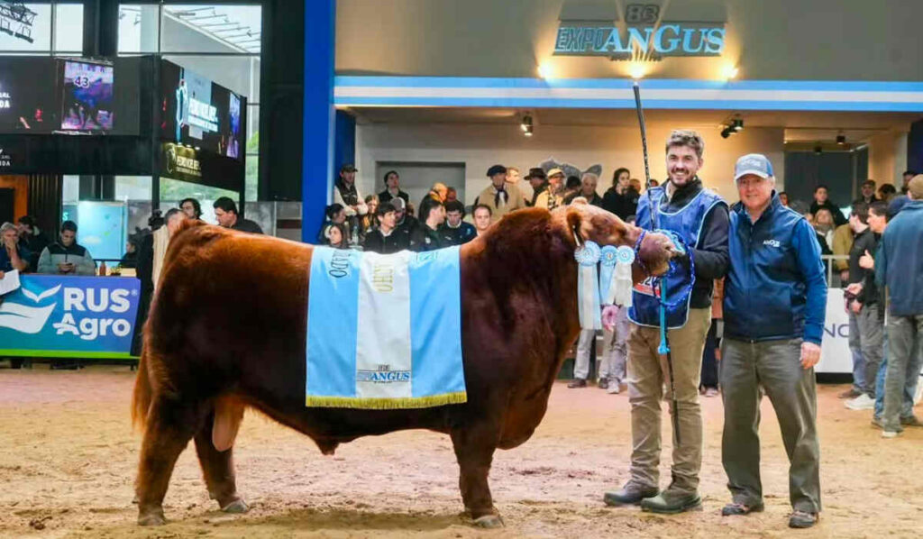 Toro Angus, Álvaro