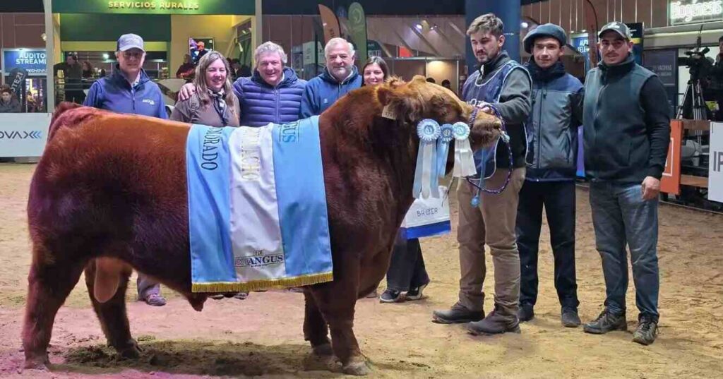 Toro Angus, Álvaro