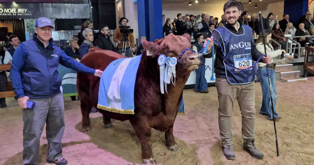 Toro Angus, Álvaro