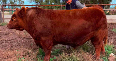 Toro Angus, Álvaro