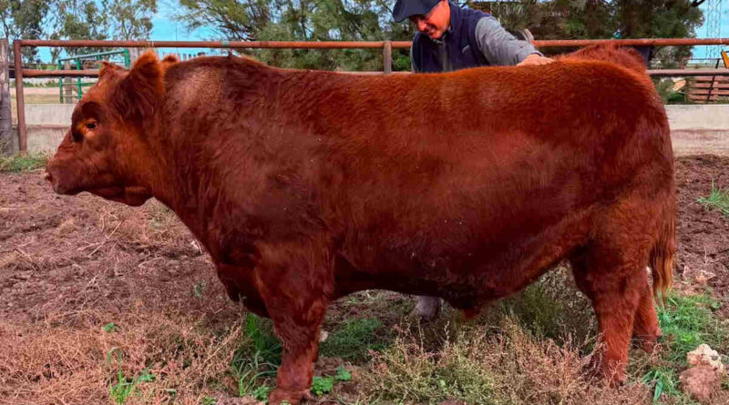 Toro Angus, Álvaro