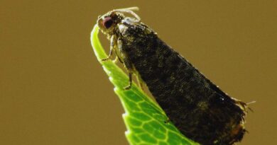 Carpocapsa, Plaga