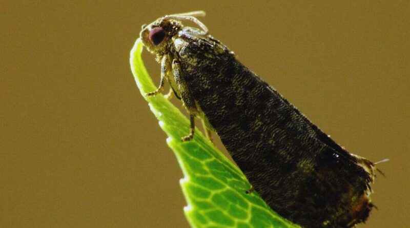 Carpocapsa, Plaga
