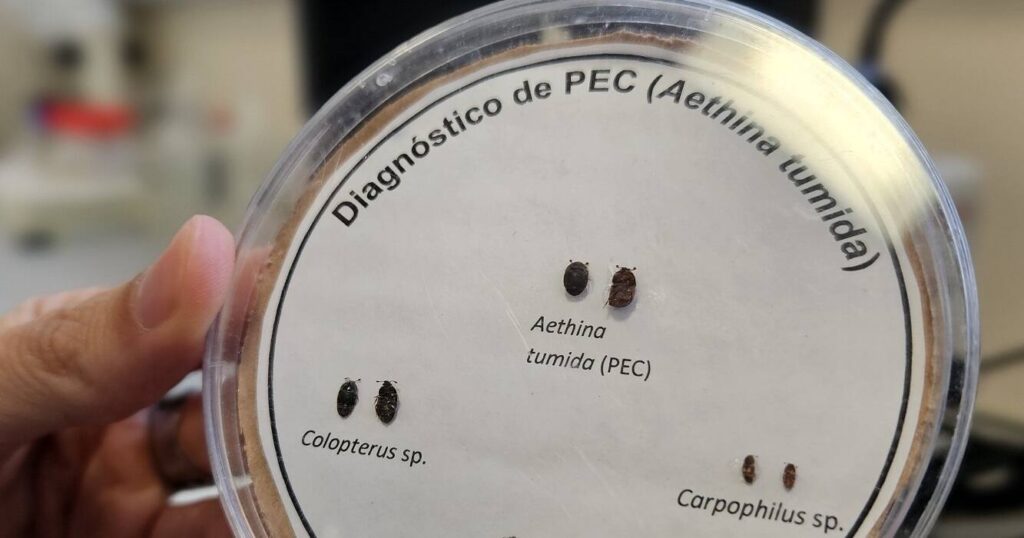 Escarabajo de las Colmenas, Senasa, apicultura, apícola, miel