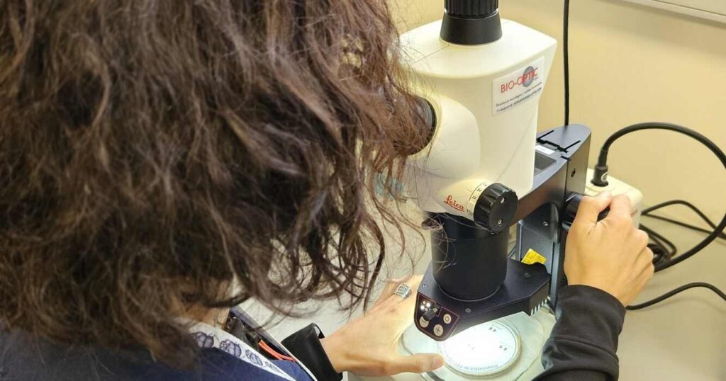 Escarabajo de las Colmenas, Senasa, apicultura, apícola, miel