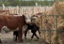 Feedlots, Ganadería, Engorde a Corral