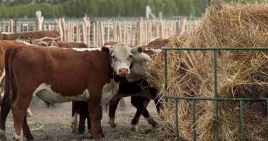 Feedlots, Ganadería, Engorde a Corral