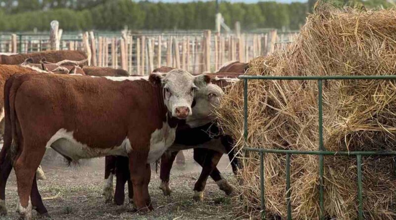 Feedlots, Ganadería, Engorde a Corral