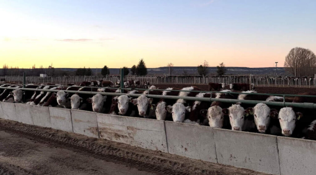 Feedlots, Ganadería, Engorde a Corral