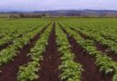 Fertilización Foliar, Agricultura, Cultivos
