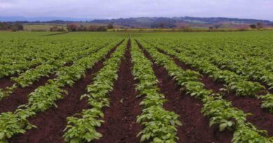 Fertilización Foliar, Agricultura, Cultivos