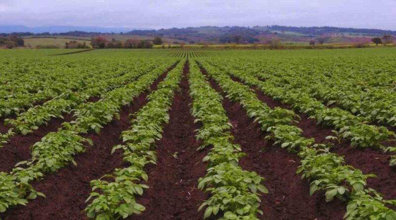 Fertilización Foliar, Agricultura, Cultivos