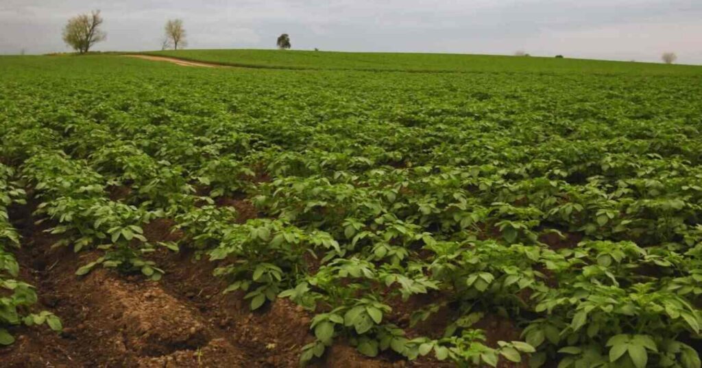 Fertilización Foliar, Agricultura, Cultivos