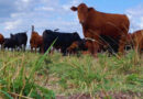 Forraje, Ganadería, Pasturas, NEA